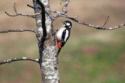 Caccia e fauna selvatica